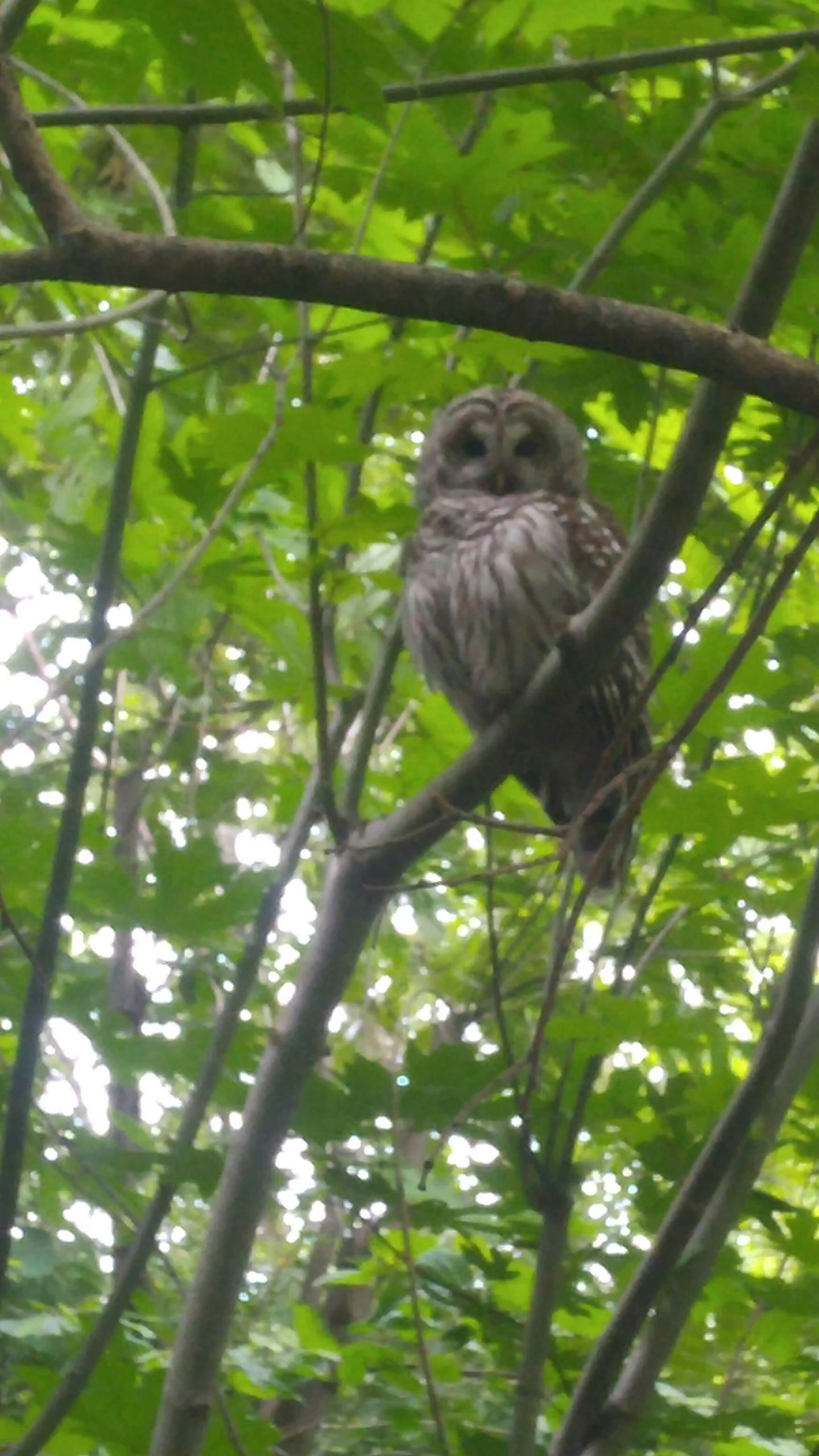 Animals happy about humans staying home Kit Bakke
