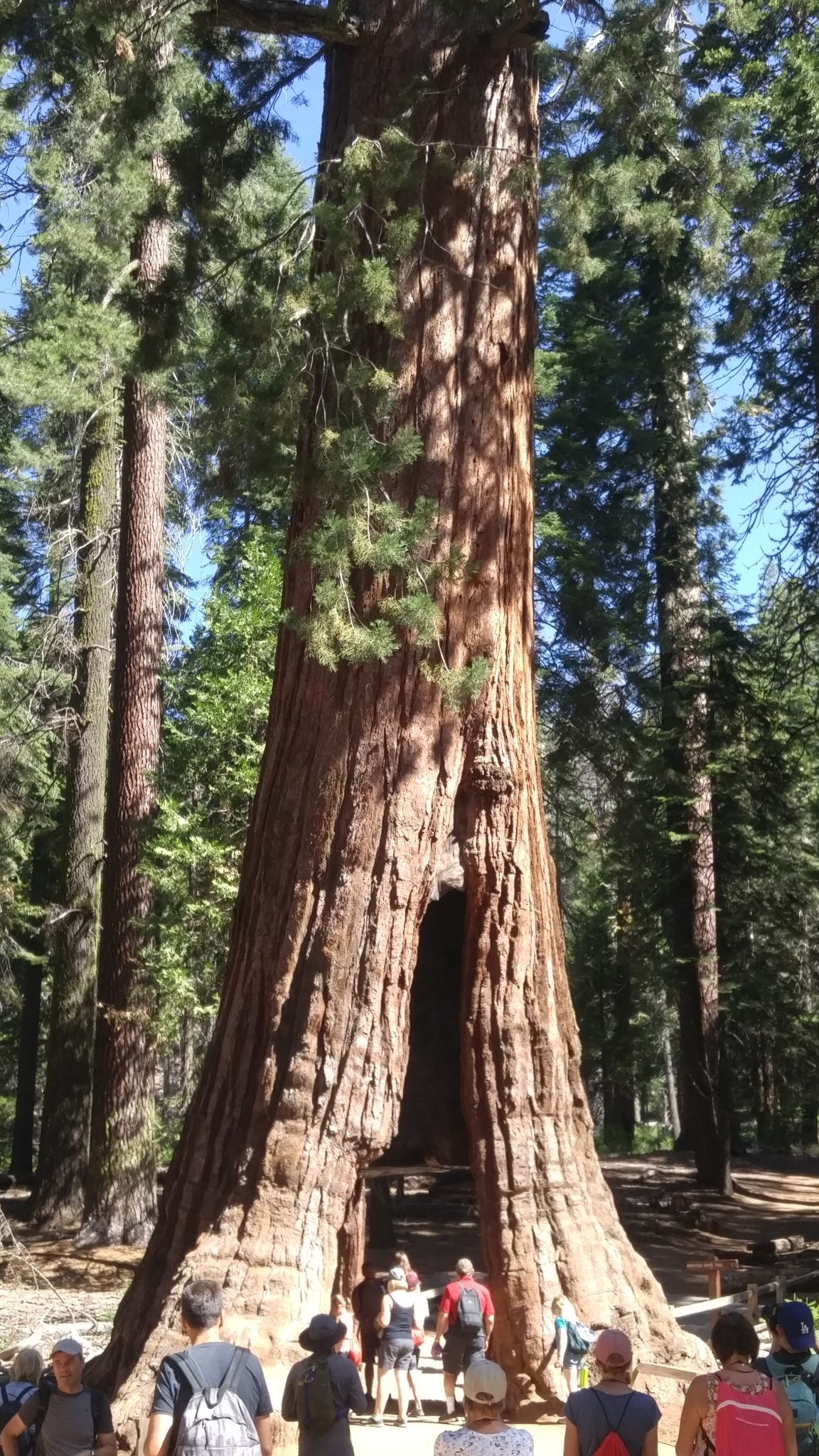 How To Chop Down A Tree If You re A Woman Kit Bakke